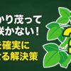 枝豆の花が咲かない原因と確実な解決策のタイトルスライド
