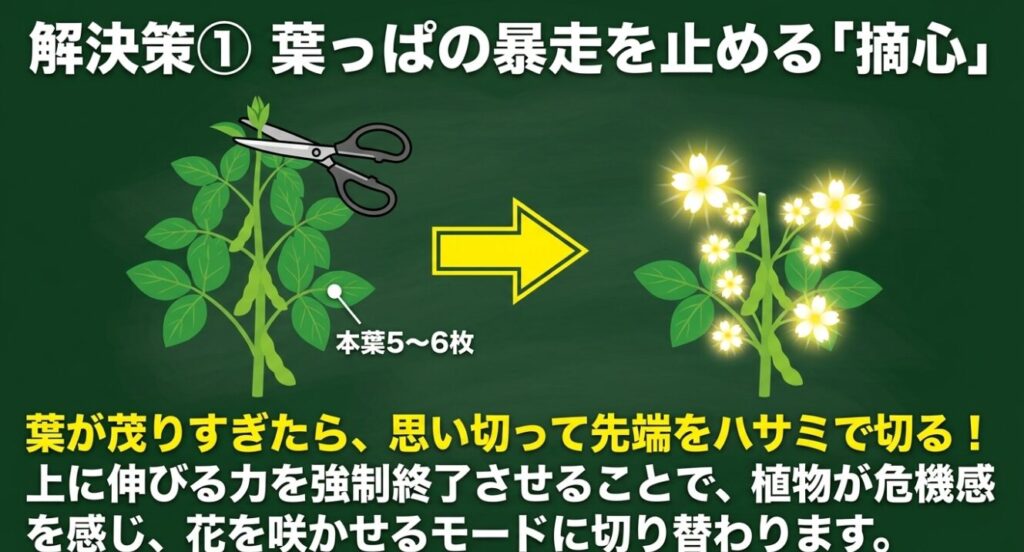 枝豆の本葉5〜6枚で行う摘心方法と花芽が増える仕組み