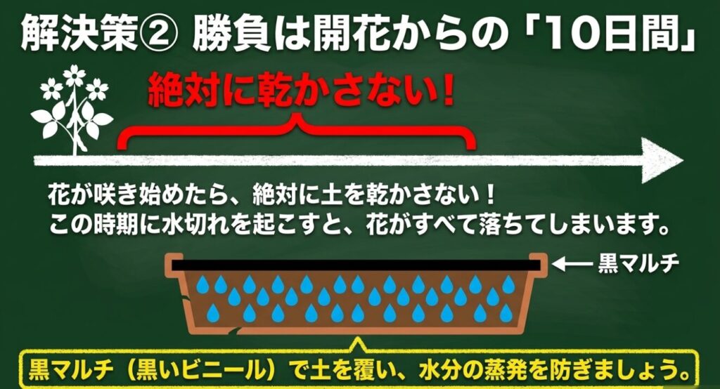枝豆の開花から10日間は水切れ厳禁であることを示すスライド