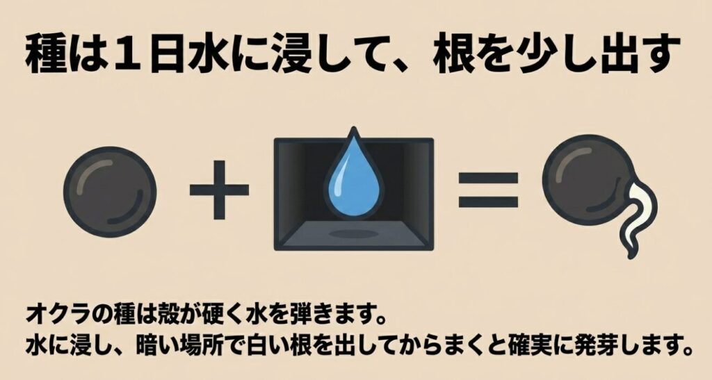 殻が硬く水を弾くオクラの種は、1日水に浸して暗い場所で白い根を出してからまくと確実に発芽するという解説。