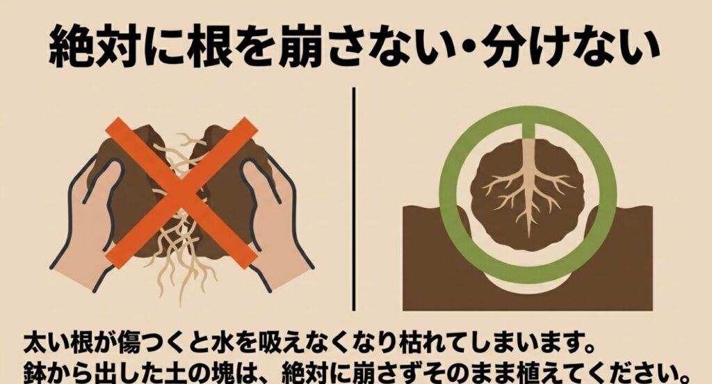 オクラの太い根が傷つくと枯れてしまうため、鉢から出した土の塊は絶対に崩さず、分けずにそのまま植えるという注意喚起。