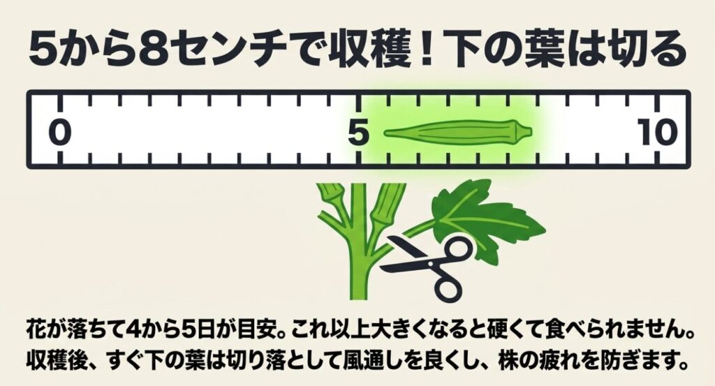花が落ちて4から5日、5から8センチが収穫の目安であり、収穫後は株の疲れを防ぐためにすぐ下の葉を切り落とすという解説。