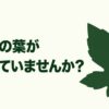 葉が丸まっているオクラの様子