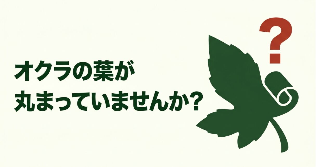 葉が丸まっているオクラの様子