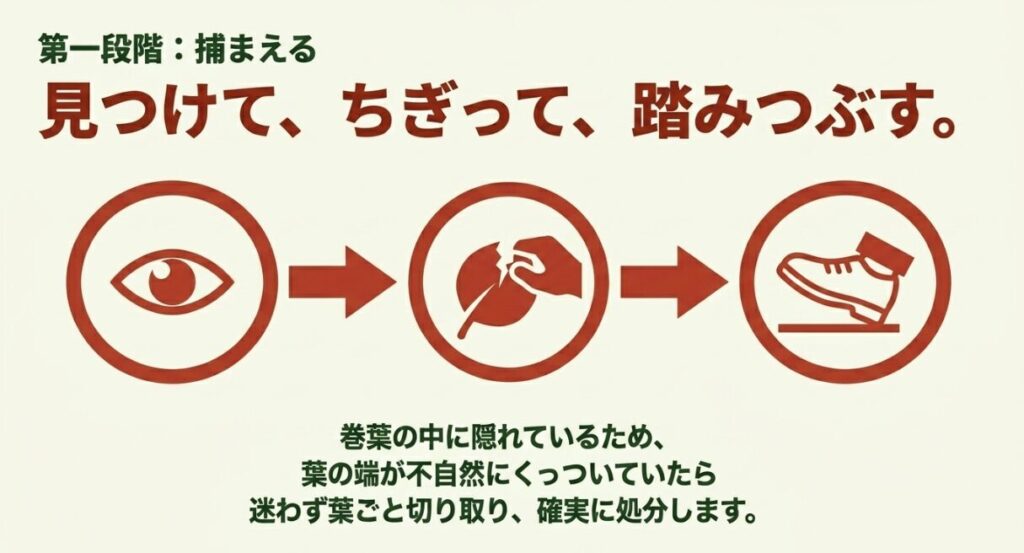 丸まった葉を見つけてちぎり、踏みつぶすワタノメイガの捕殺手順