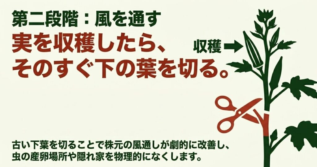 オクラの実を収穫後、すぐ下の葉を切って風通しを良くする下葉かき