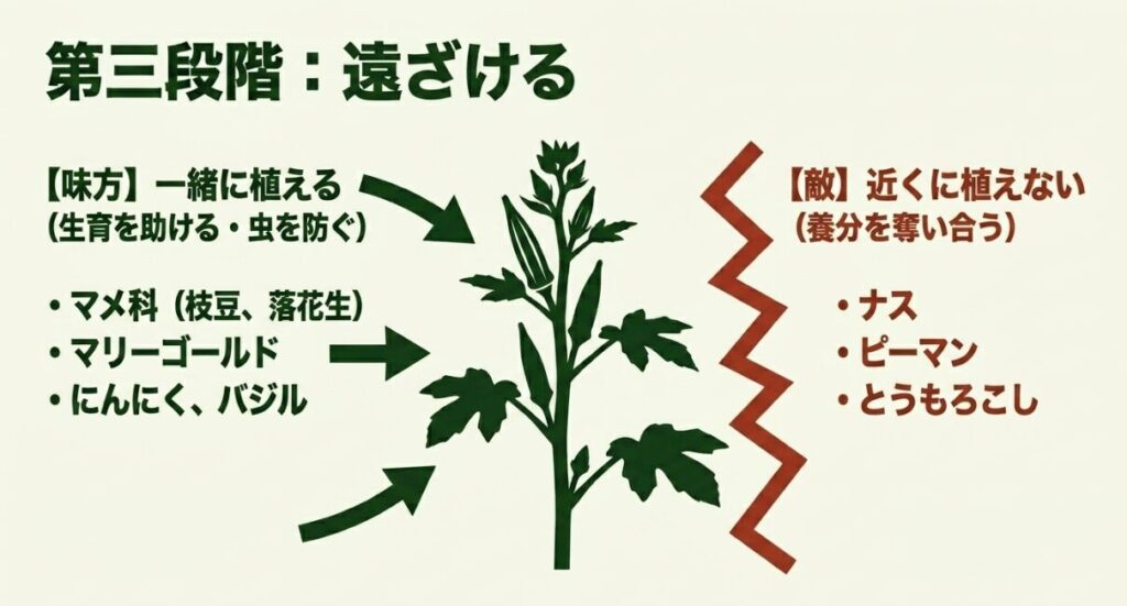 オクラと一緒に植えるマメ科やマリーゴールドなどの味方の植物と、近くに植えないナスなどの敵の植物