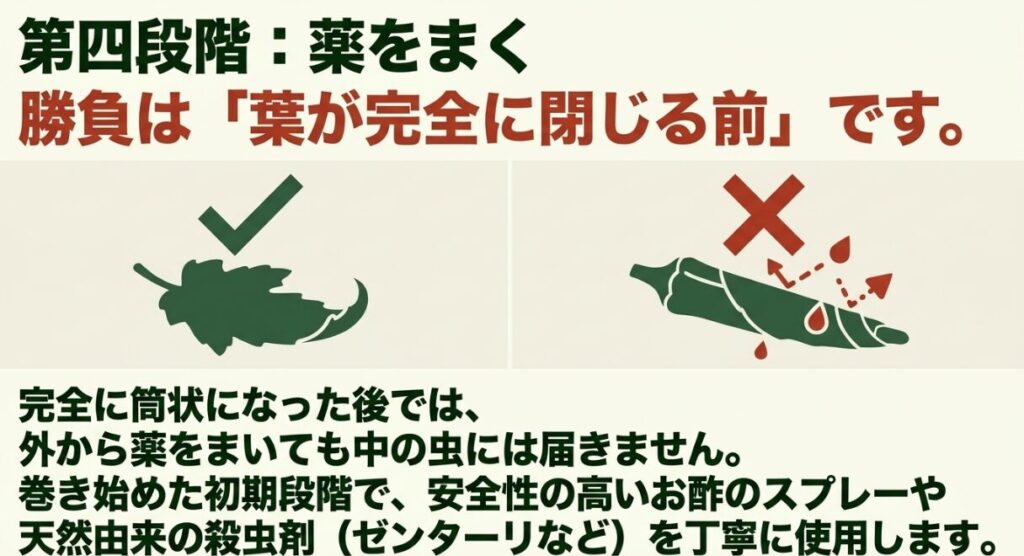 ワタノメイガ対策として、葉が完全に筒状に閉じる前に薬をまくタイミング