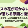 ナスの花が咲かない原因と秋までたっぷり収穫するための簡単なお手入れ手順を示す表紙スライド