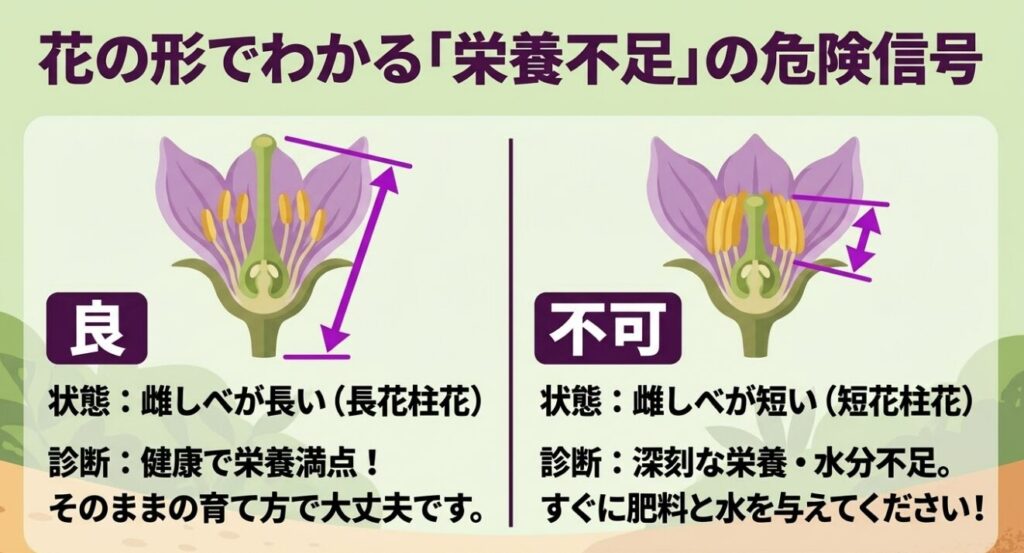 健康で栄養満点な長花柱花と、深刻な栄養・水分不足を示す短花柱花の違いを図解したナスの花の断面図