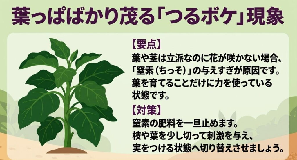 窒素の与えすぎで葉っぱばかりが茂り、花が咲かなくなる「つるボケ」現象の原因と、肥料を止めて枝葉を切る対策
