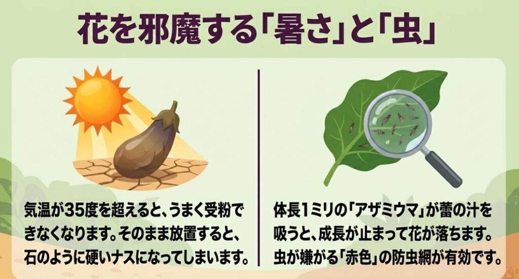 気温35度超えによる受粉障害と、蕾の汁を吸うアザミウマによるナスの落花・石ナス被害のメカニズム