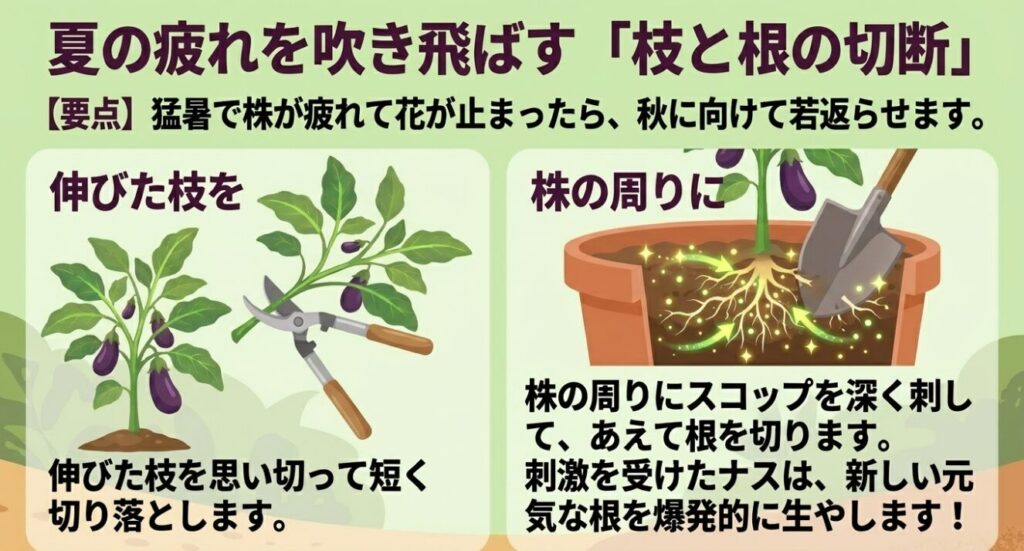 夏の疲れを吹き飛ばすために、伸びた枝を短く切り落とし、株の周りの根をスコップで切って新しい根の成長を促す更新剪定の手順
