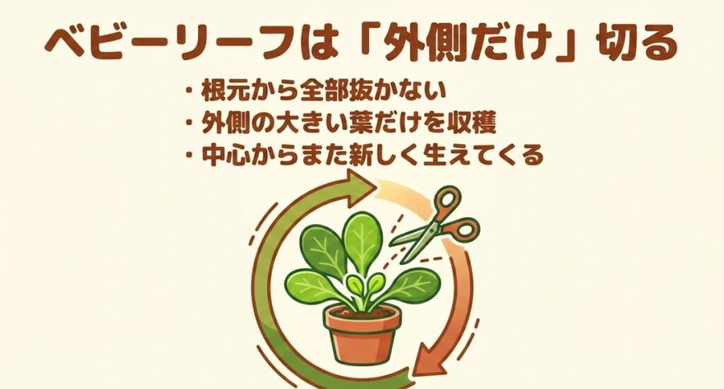 ベビーリーフは「外側だけ」切る。根元から抜かず外側の大きい葉だけを収穫し、中心から新しく生えさせる手順。