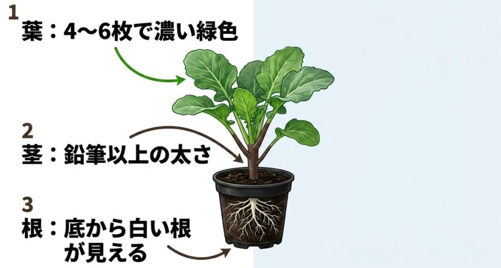 定植に適したブロッコリーの苗の条件（葉が4〜6枚、茎が鉛筆以上の太さ、底から白い根が見える）