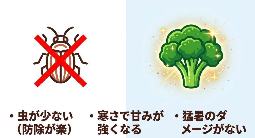 10月にブロッコリーを遅植えするメリット（虫が少ない・寒さで甘みが強くなる・猛暑のダメージがない）