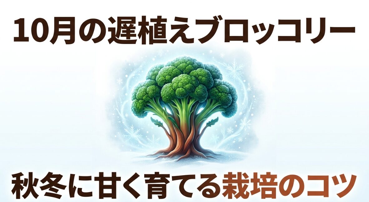 10月の遅植えブロッコリー 秋冬に甘く育てる栽培のコツ