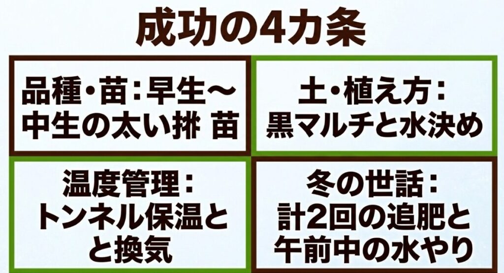 10月のブロッコリー遅植え成功の4カ条（品種・苗、土・植え方、温度管理、冬の世話）