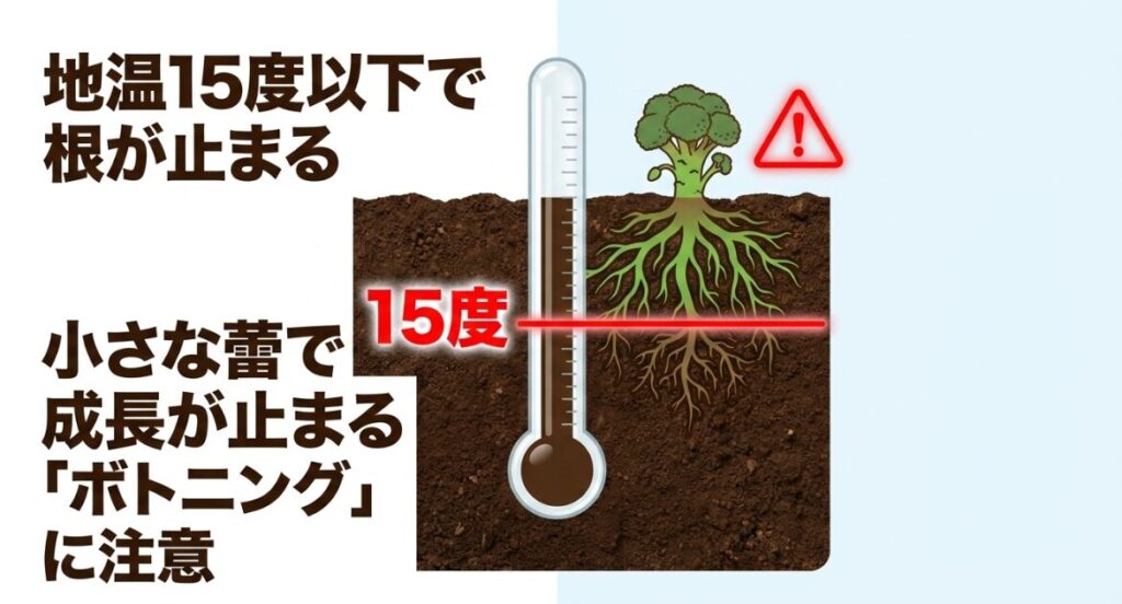 地温15度以下での成長停止と、小さな蕾で成長が止まるボトニングの注意喚起