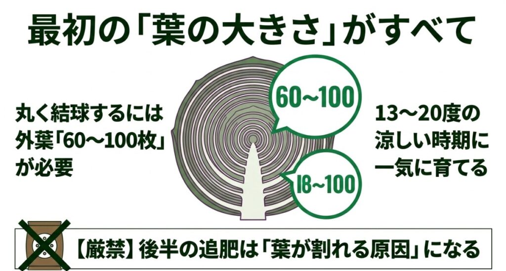 キャベツの結球には13〜20度の環境で外葉60〜100枚が必要