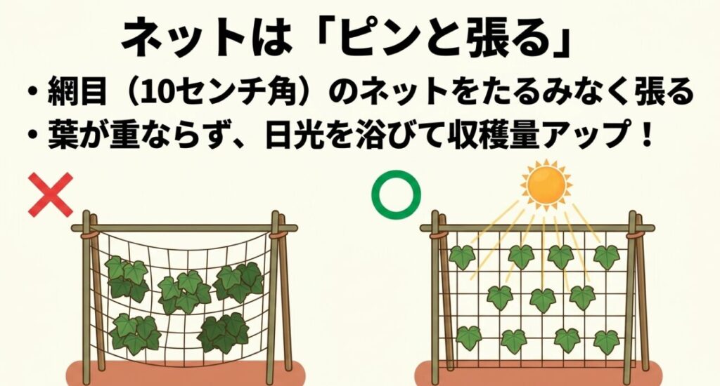 きゅうりネットはたるみなくピンと張る。葉が重ならず日光を浴びることで収穫量がアップする