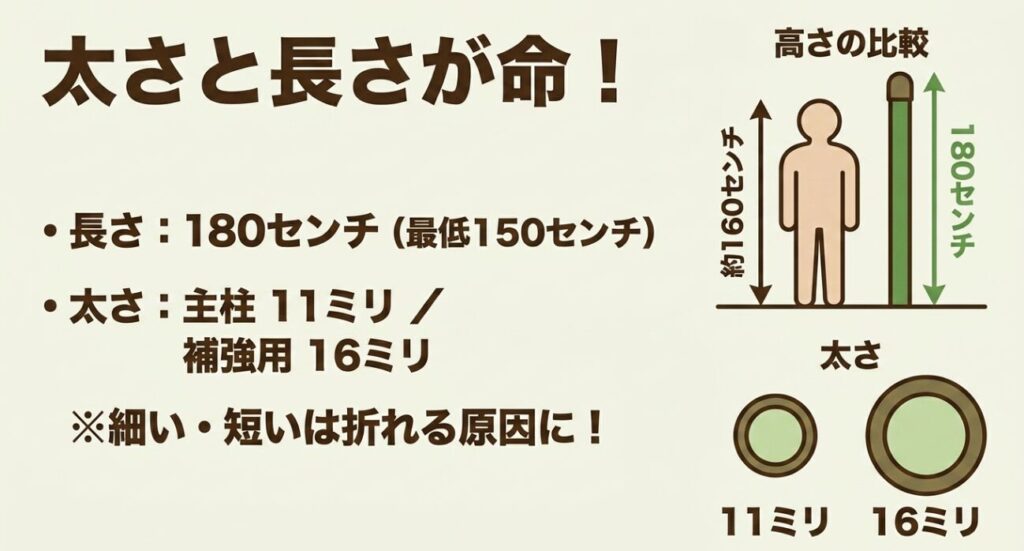 きゅうりの支柱は長さ180センチ、太さ11ミリ以上を選ぶ。身長約160センチの人との高さ比較