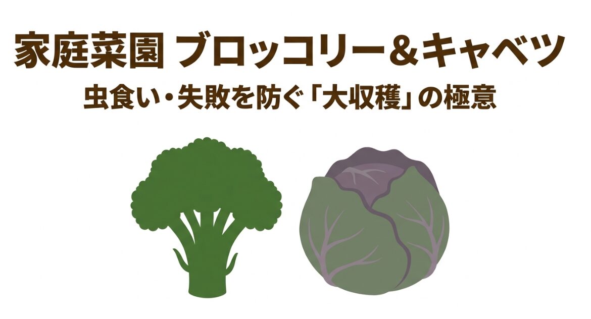 家庭菜園ブロッコリー＆キャベツ 虫食い・失敗を防ぐ大収穫の極意