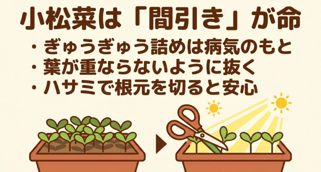 小松菜は「間引き」が命。ぎゅうぎゅう詰めは病気のもとになるため、葉が重ならないようにハサミで根元を切って間引く手順。