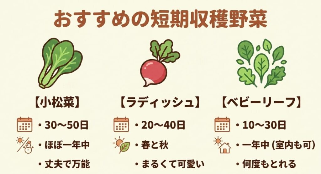 おすすめの短期収穫野菜。小松菜（30〜50日）、ラディッシュ（20〜40日）、ベビーリーフ（10〜30日）の特徴まとめ。