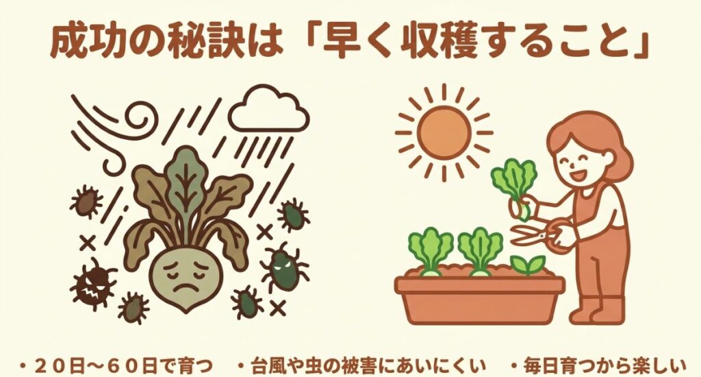 成功の秘訣は「早く収穫すること」。20日〜60日で育ち、台風や虫の被害にあいにくく、毎日育つから楽しいといったメリットの解説。