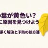 ナスの葉が黄色い？焦らずに原因を見つけよう。症状から導く解決と予防の処方箋 。