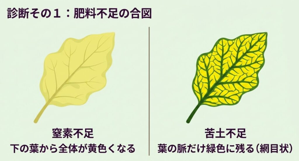 肥料不足の合図。窒素不足では下の葉から全体が黄色くなり、苦土不足では葉の脈だけ緑色に網目状に残る症状の比較 。