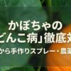 かぼちゃの「うどんこ病」徹底対策 原因から手作りスプレー・農薬まで