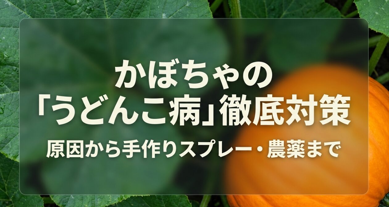 かぼちゃの「うどんこ病」徹底対策 原因から手作りスプレー・農薬まで