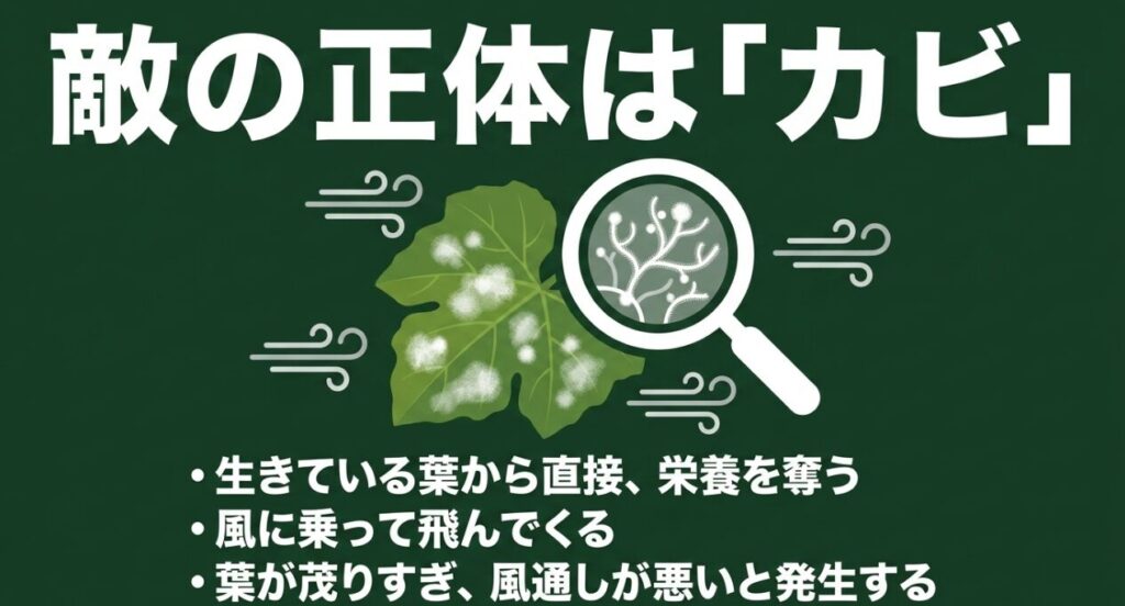 うどんこ病の正体はカビであり、生きている葉から栄養を奪うことや、風通しが悪いと発生することを説明したスライド