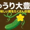 きゅうり大豊作！鶏糞で美味しい実をたくさん収穫する方法のタイトルスライド