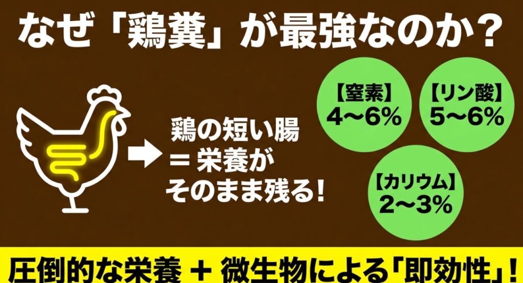 窒素、リン酸、カリウムを豊富に含む鶏糞の圧倒的な栄養と微生物による即効性を解説した図