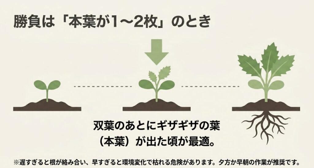 きゅうりの間引きの勝負は本葉が1〜2枚のとき。双葉のあとにギザギザの葉が出た頃が最適。