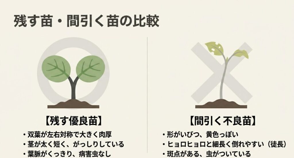 残す優良苗と間引く不良苗の比較。残す苗は双葉が大きく茎が太い。間引く苗は形がいびつでヒョロヒョロと徒長している。