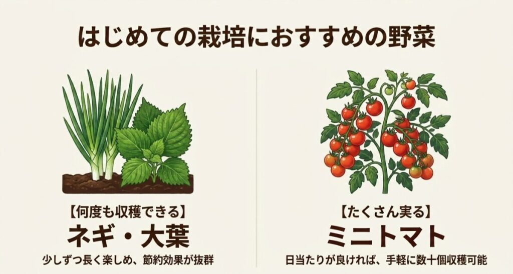 はじめての栽培におすすめの野菜。何度も収穫できるネギや大葉は少しずつ長く楽しめ節約効果が抜群。たくさん実るミニトマトは日当たりが良ければ数十個収穫可能