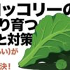 ブロッコリーの葉ばかり育つ原因と対策、花蕾ができない悩みを解決