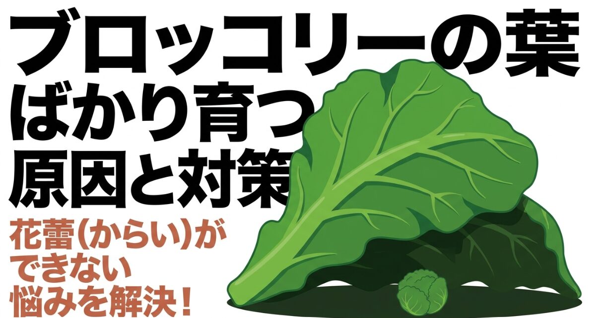 ブロッコリーの葉ばかり育つ原因と対策、花蕾ができない悩みを解決