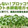 ブロッコリースプラウト水耕栽培ガイドのトップ画像